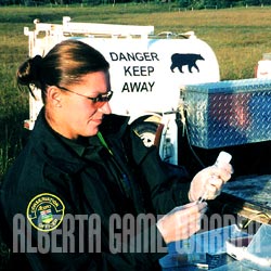 In the can: A conservation officer prepares a dose of immobilizing drug for a trapped problem bear.